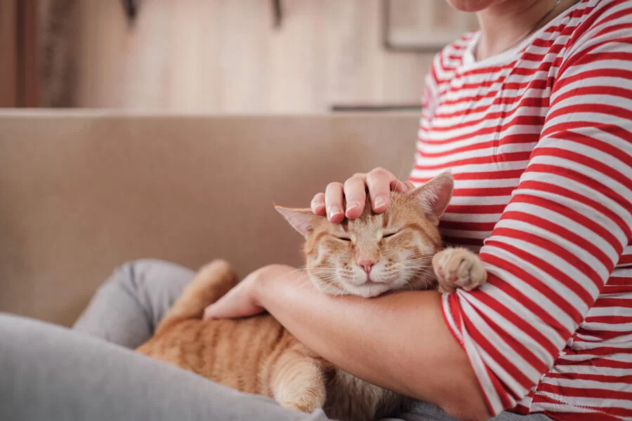 cat-getting-pet_1899308743-scaled-e1772142479518.jpg
