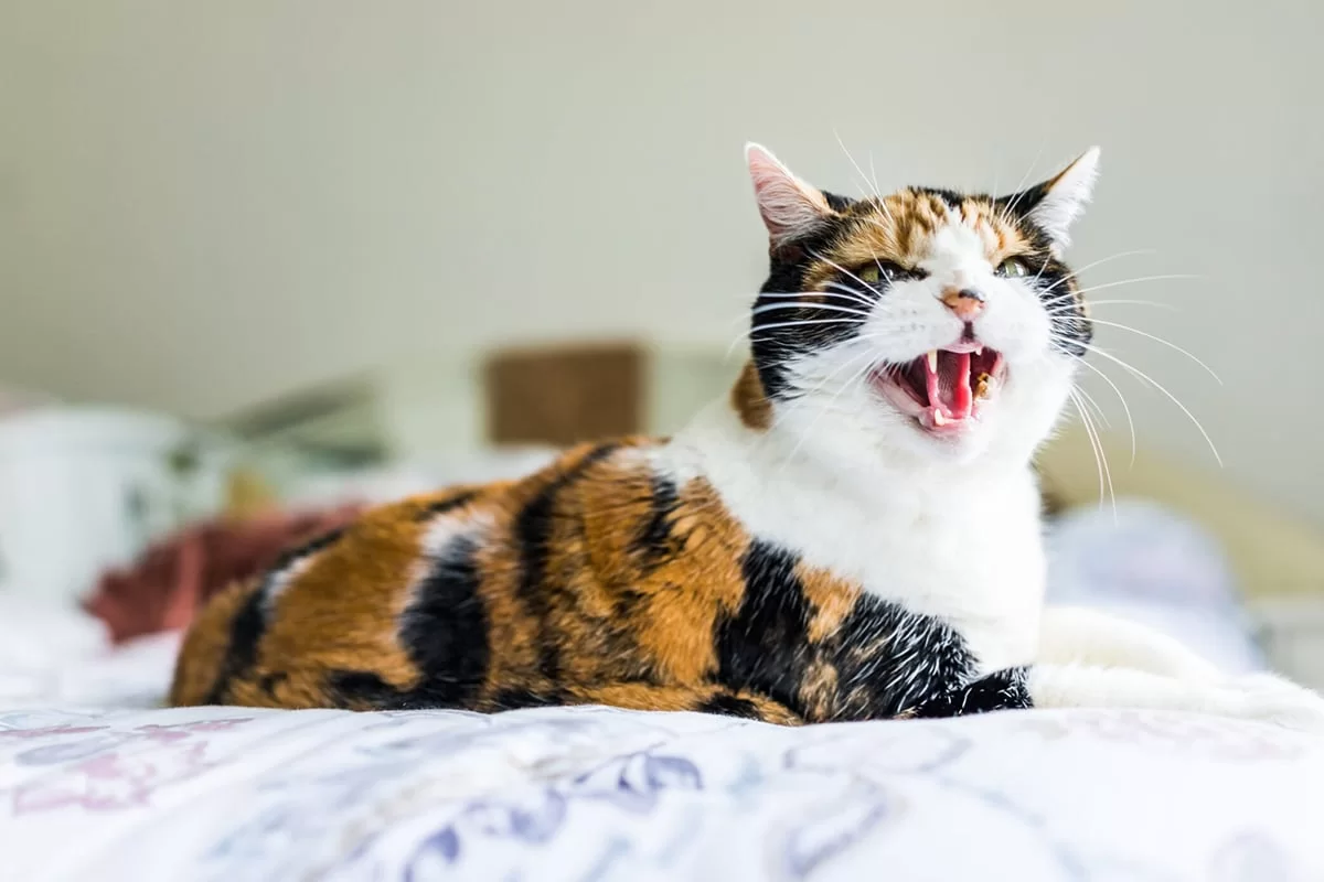 feature-why-cats-meow-so-much.jpg
