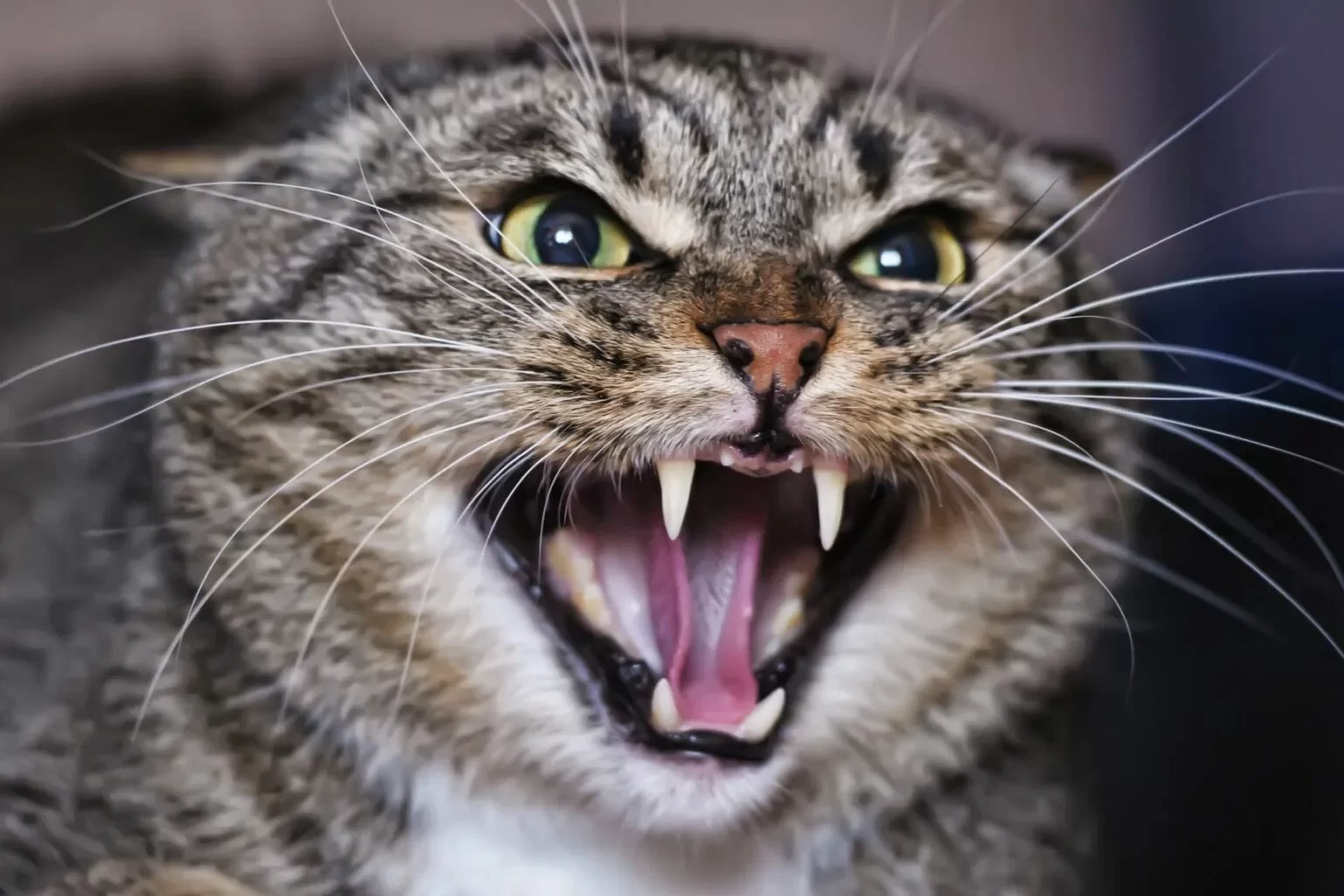 cat-hissing-1.webp
