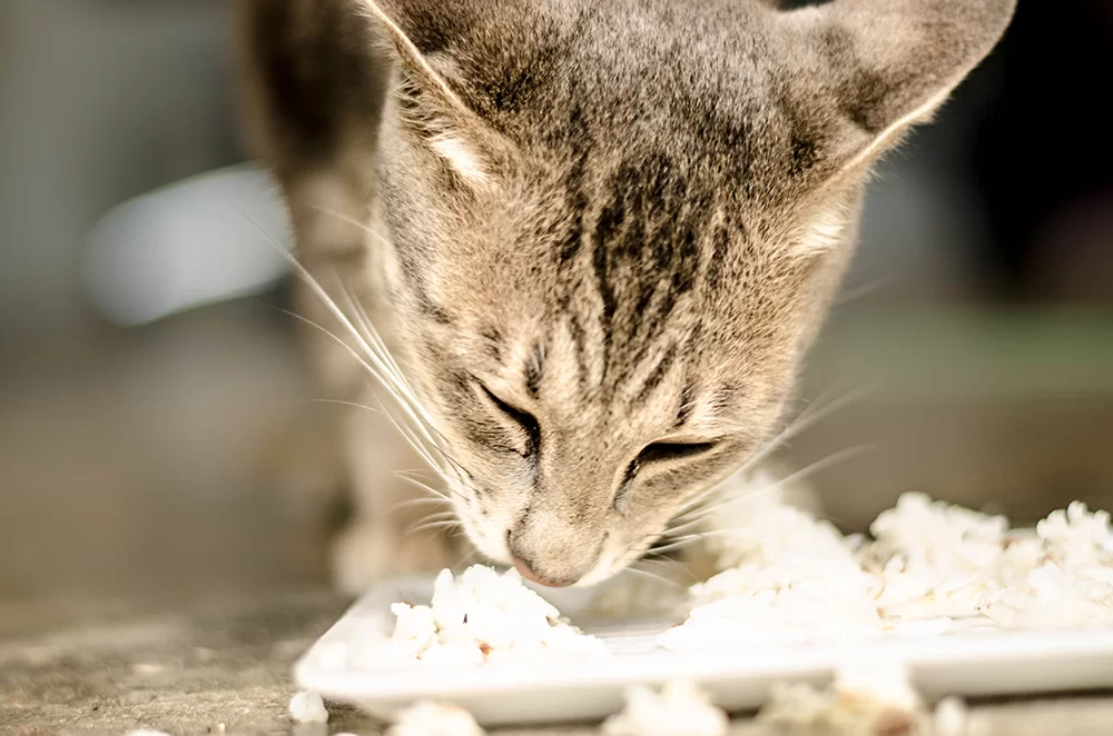 ¿Los gatos pueden comer arroz? Cantidad segura, beneficios y riesgos