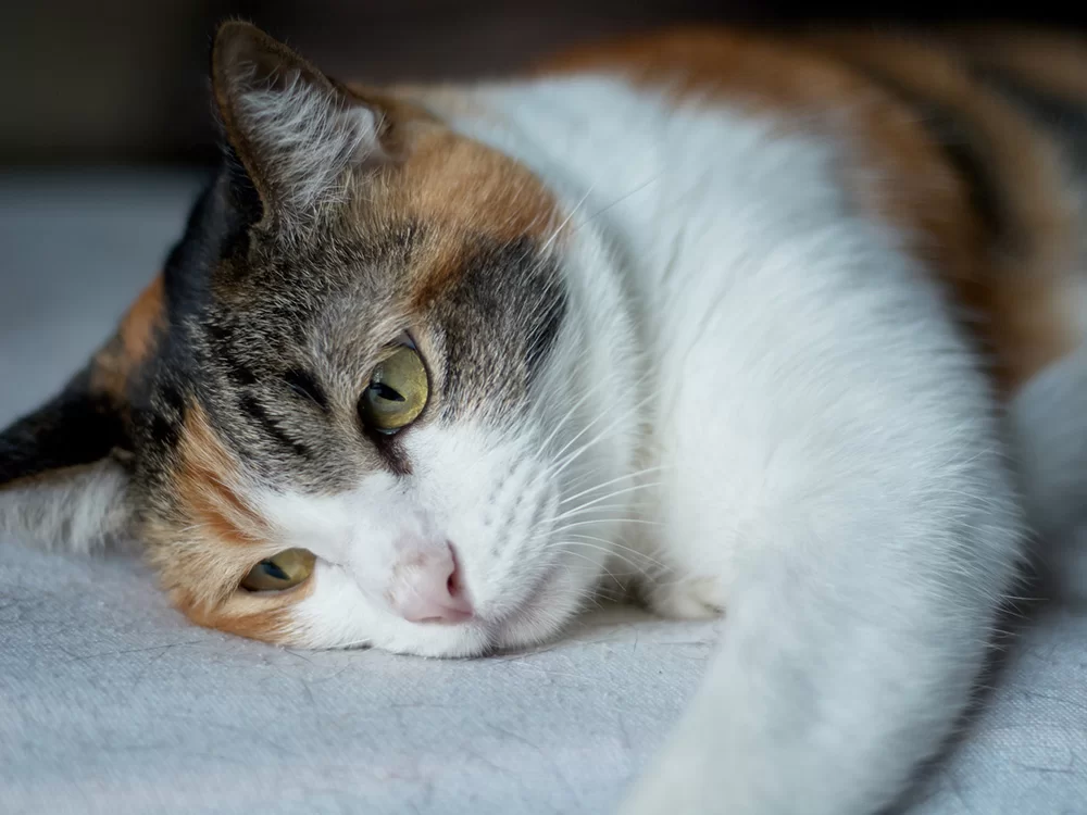 _cats_get_runny_noses.jpg