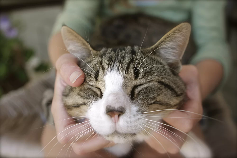 imagecatsmassaging-cats-chin-relieve-stressblog.jpg