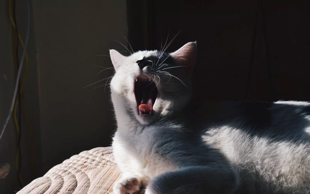 cat-1245941_1280-1080x675.jpg