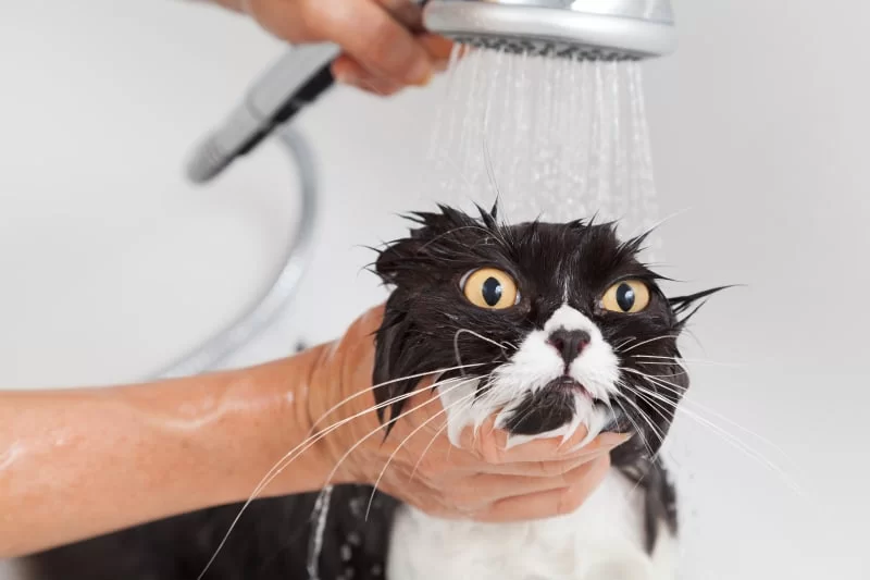 catbathing.jpg