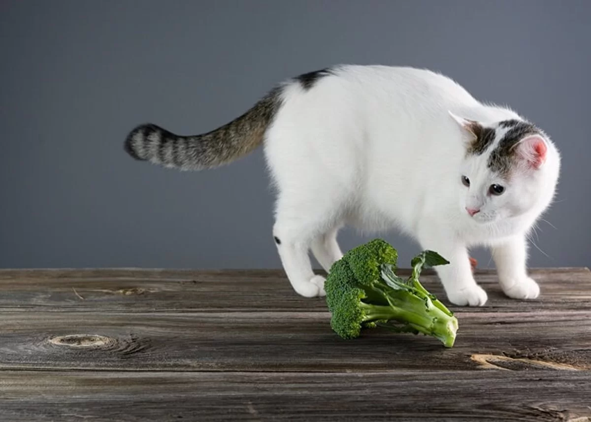 ¿Los gatos pueden comer brocoli?