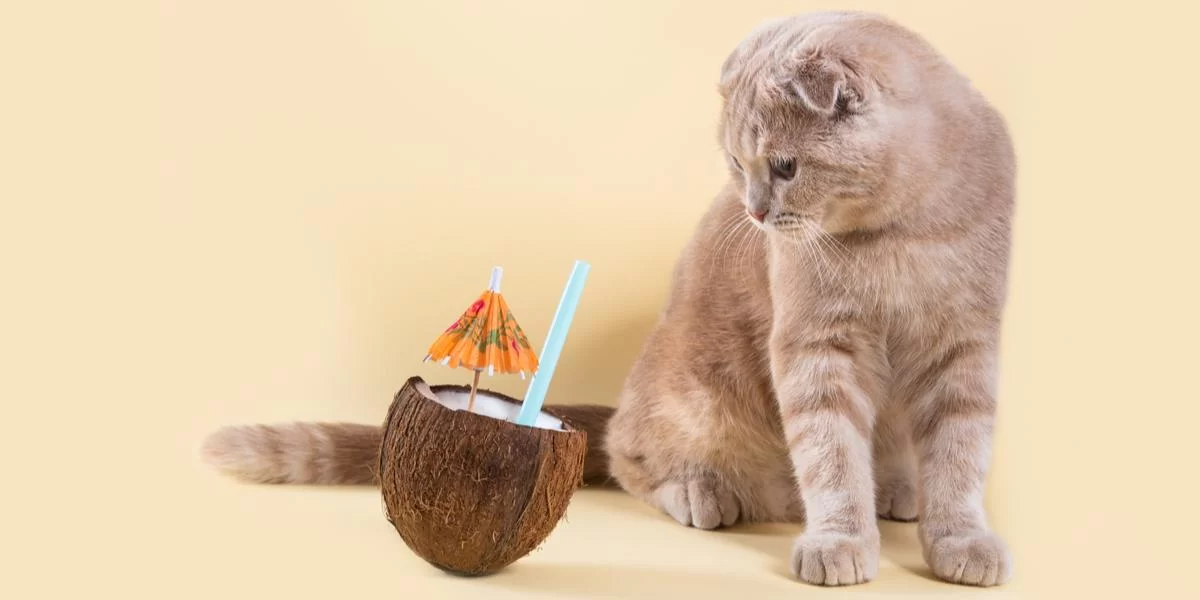 catscoconut.jpg
