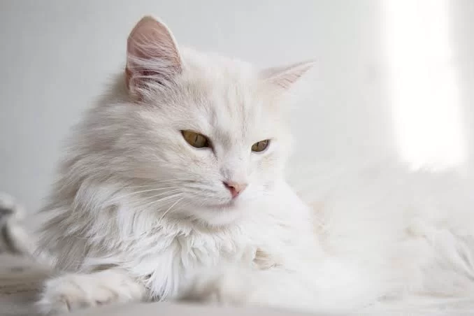 catsfur.jpg