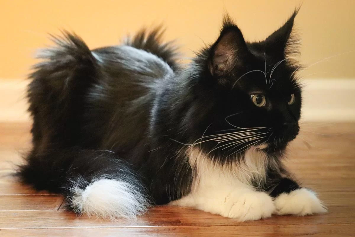 catsfur4.jpg