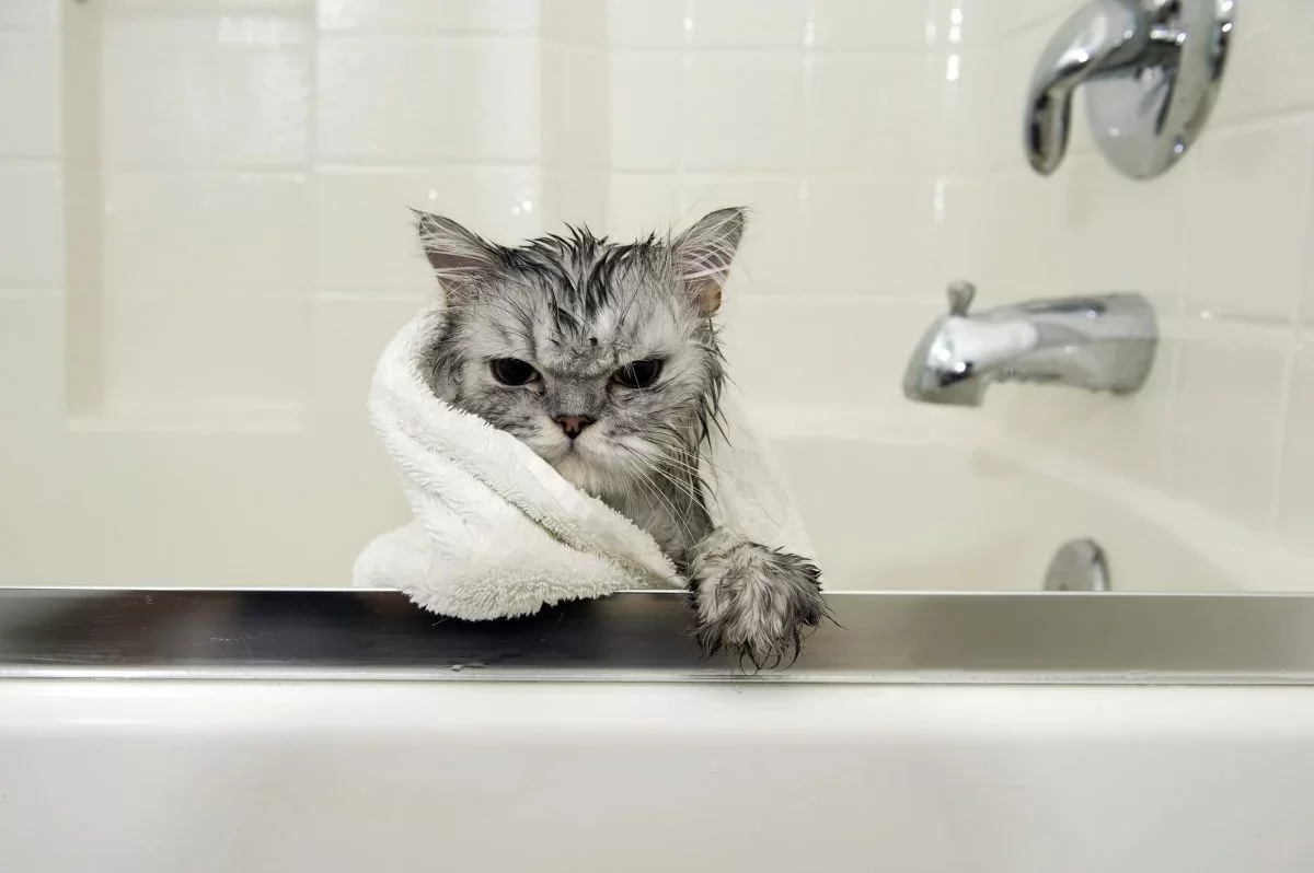 catbathing2.webp