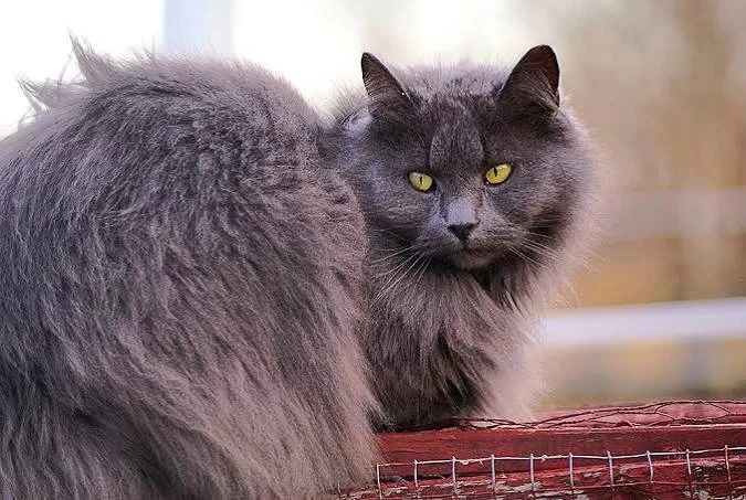 catsfur2.jpg