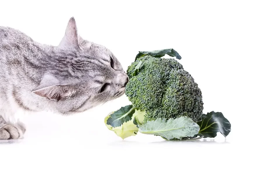 broccolicats3.webp
