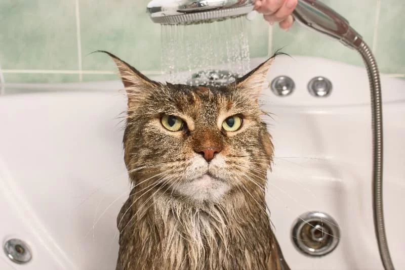 ¿Es malo bañar a los gatos?