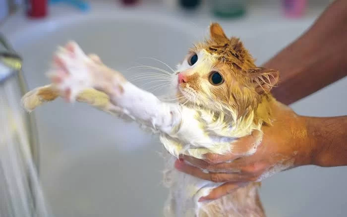 catbathing4.jpg