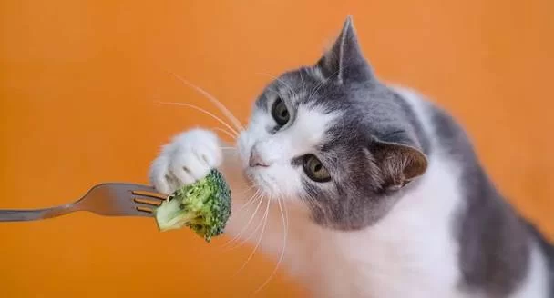 broccolicats4.jpg