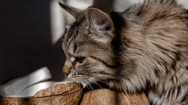 catscoconut4.jpg