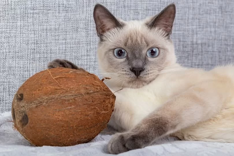 catscoconut2.jpg