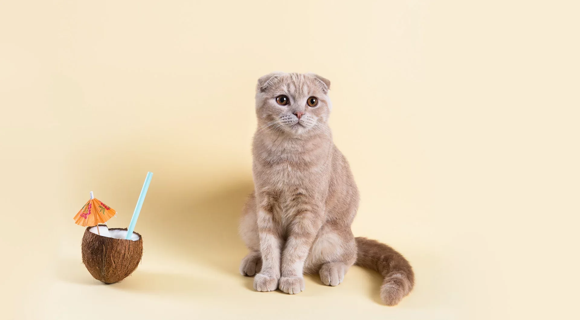 ¿Los gatos pueden comer coco?