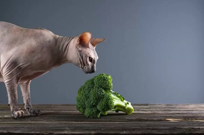 broccolicats2.jpg
