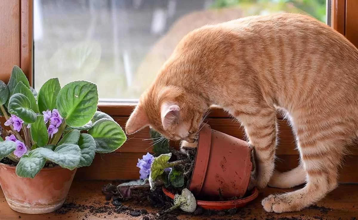 ¿Cómo evitar que los gatos orinen dentro de la casa?