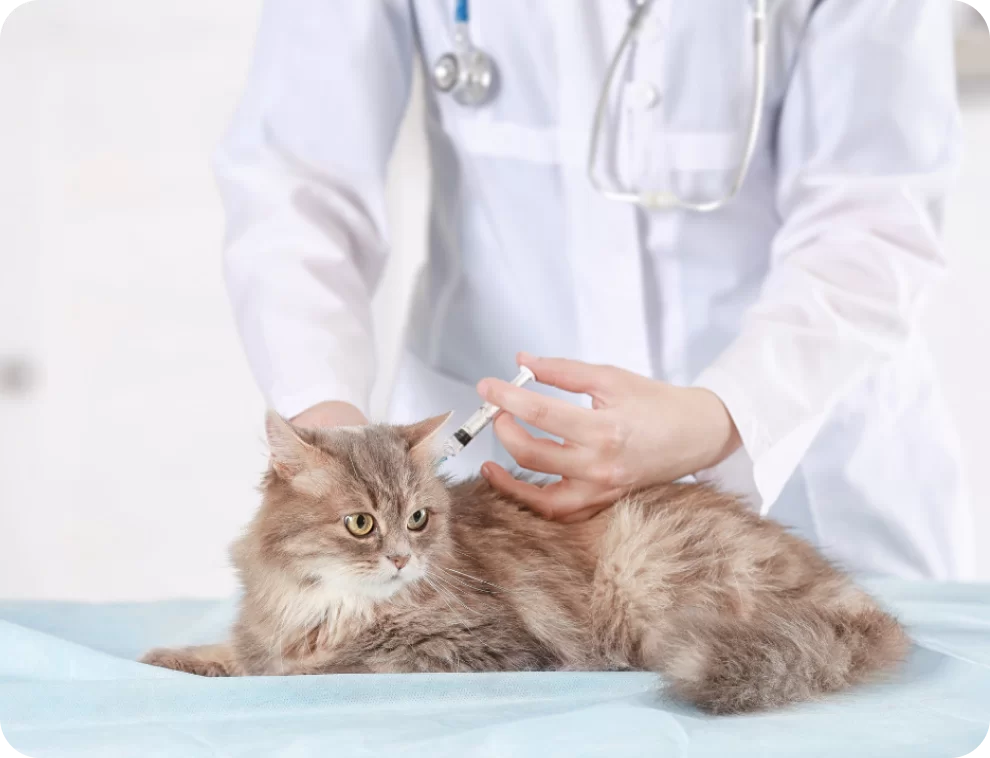 kittenvaccinations3.webp