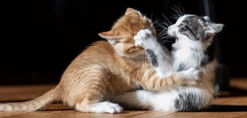 kittensfighting2.jpg