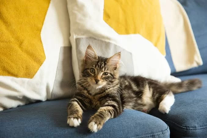 kittens3.jpg