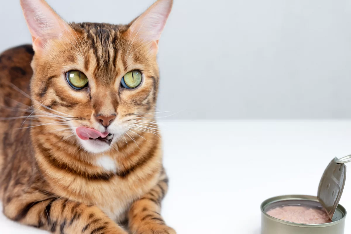 ¿Pueden los gatos comer atún?