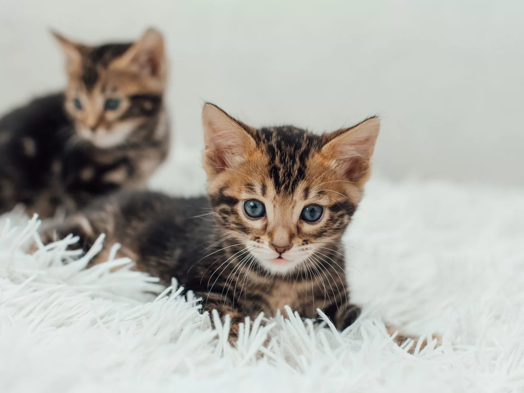 ¿Cuándo dejan de crecer los gatos?
