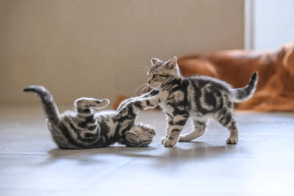 kittensfighting.jpg