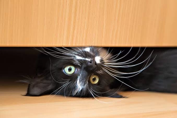 mischievouscat3.jpg