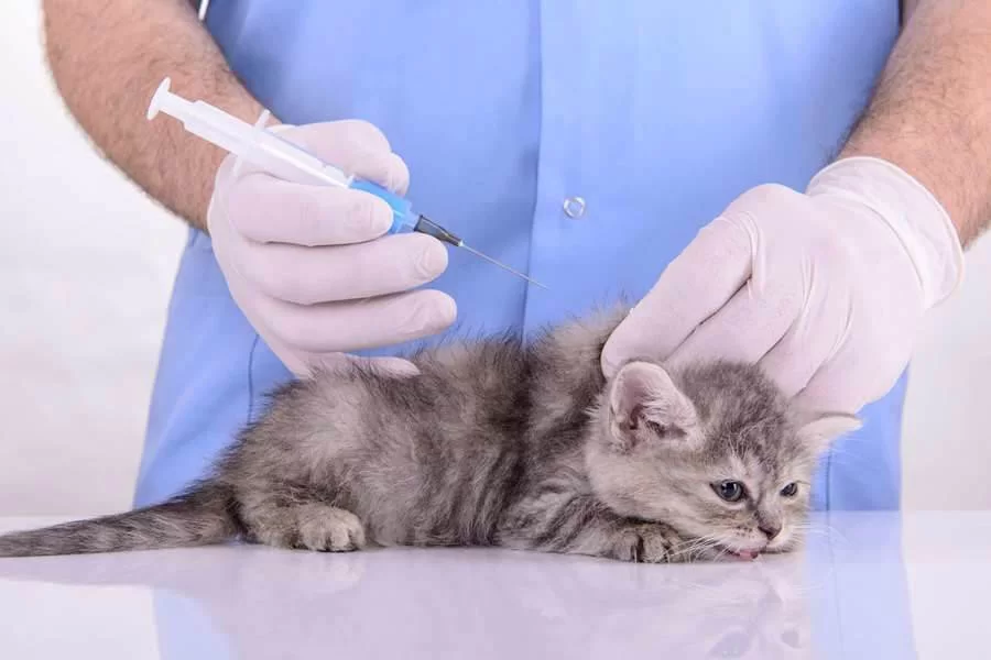kittenvaccinations2.jpg