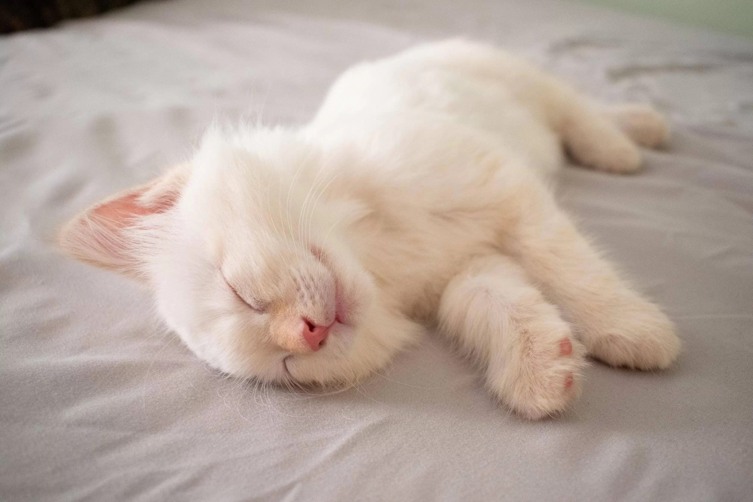 ¿Es normal que mi gato ronque?