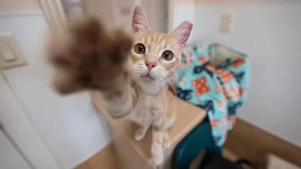 mischievouscat4.jpg