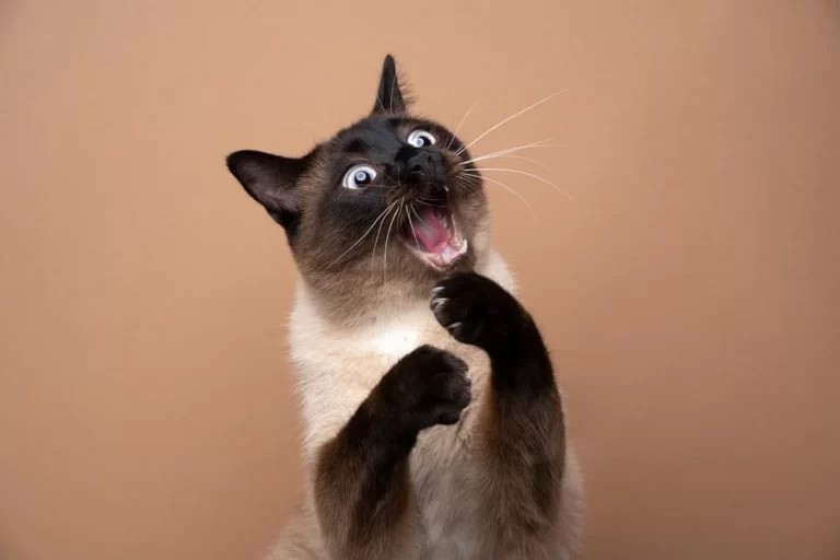 mischievouscat.jpg