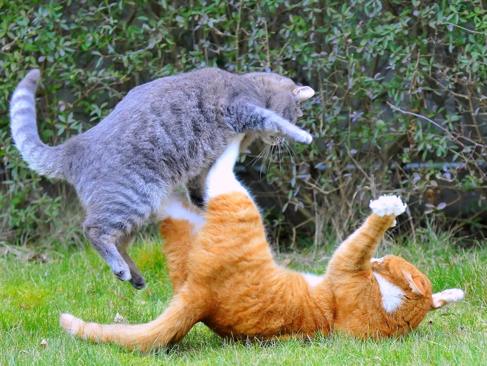 catsfighting5.jpg