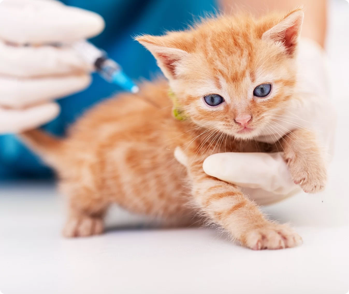¿A qué edad se puede vacunar un gato?