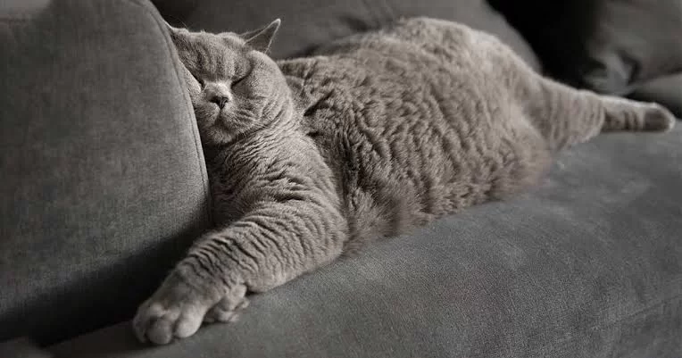 catsnore2.jpg