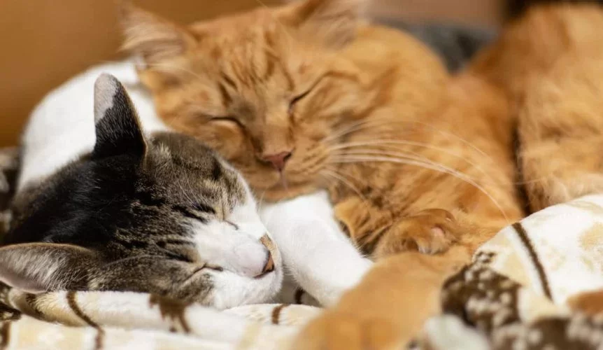 catsnore54.webp
