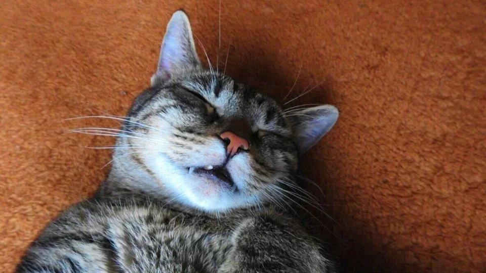 catsnore.webp