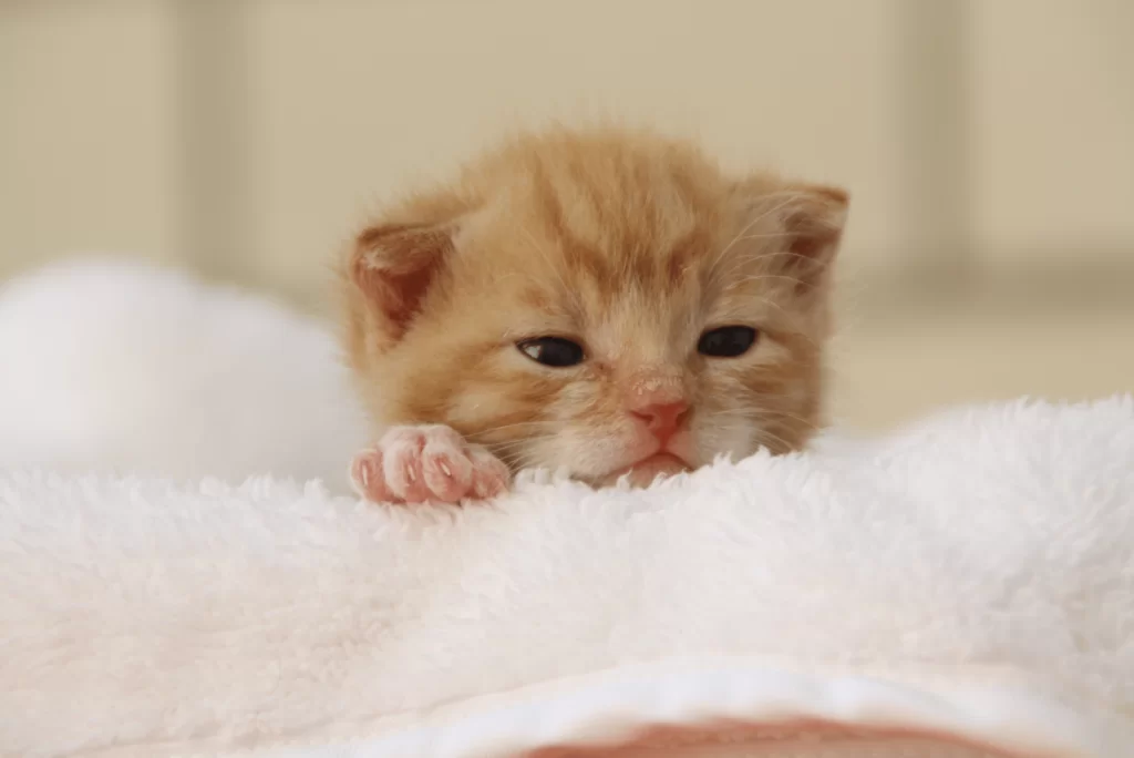 kittens.webp