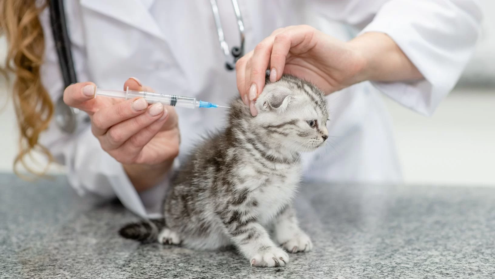 kittenvaccinations4.jpg