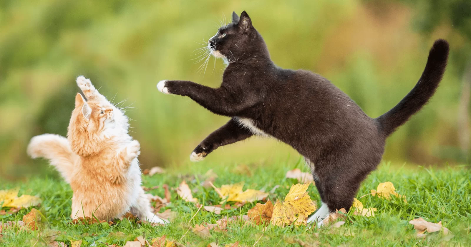 ¿Cómo evitar que mis gatos se peleen?