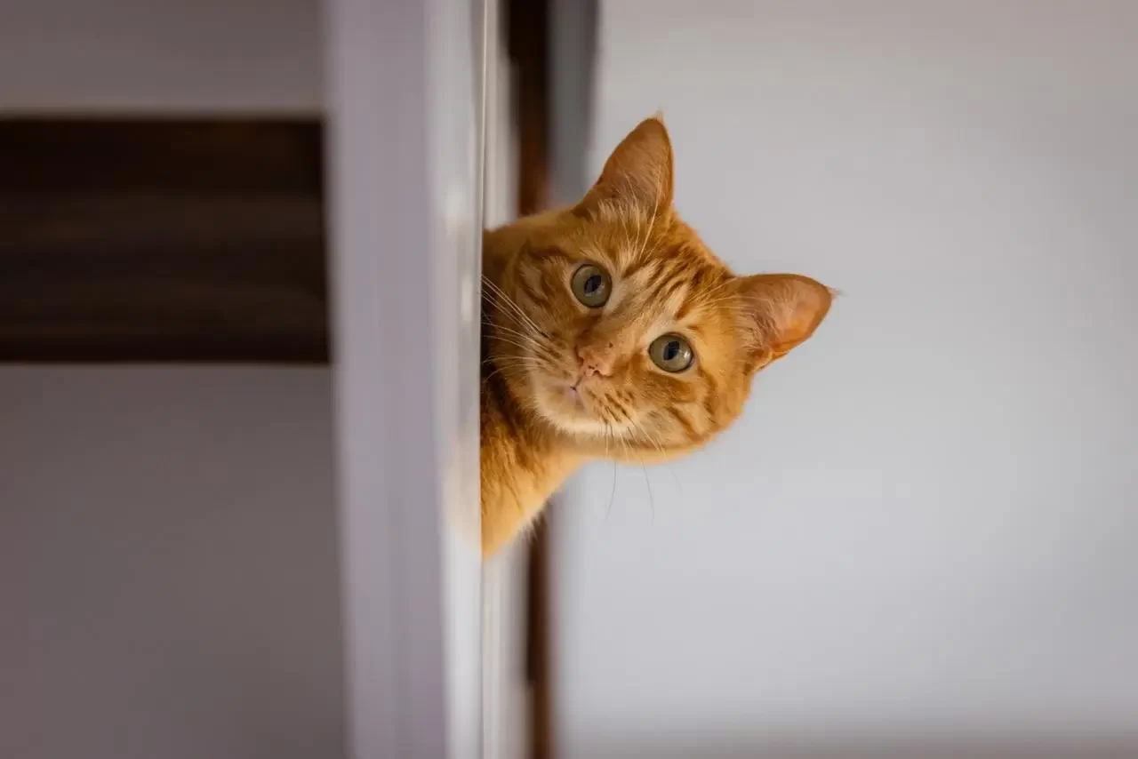catwhiskers4.webp