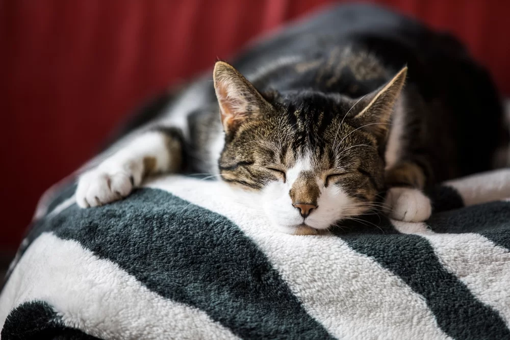 ¿Qué es letargo en gatos​?