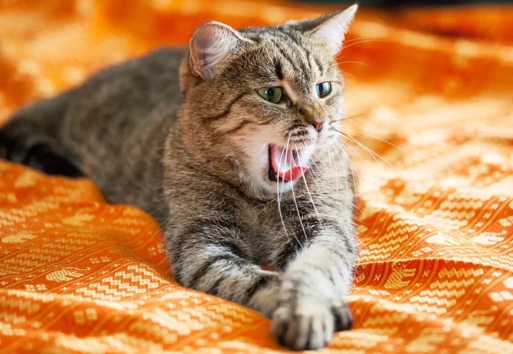 stressedcat8.webp