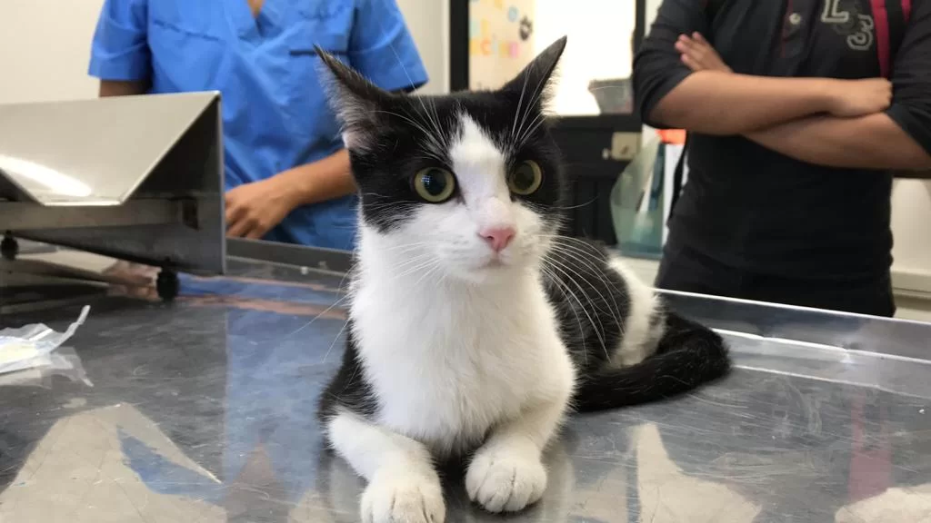 gatosdesparasitacion2.jpg