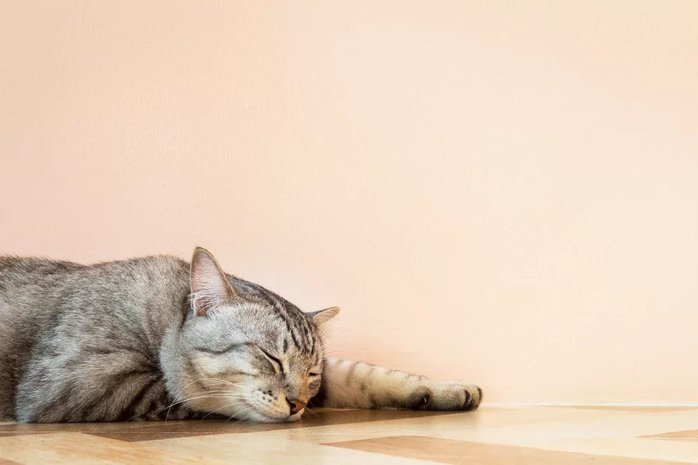 lethargiccats4.webp
