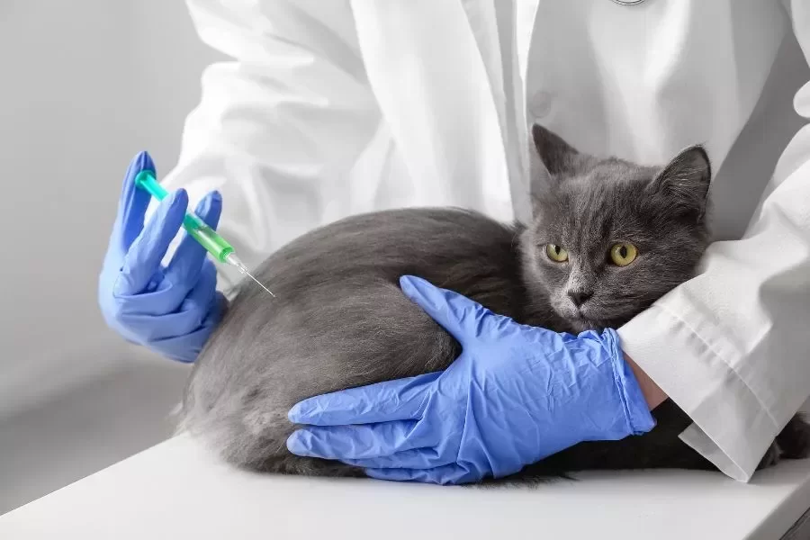 gatosdesparasitacion3.webp