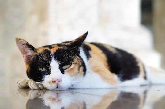 gatoenvenenado2.jpg