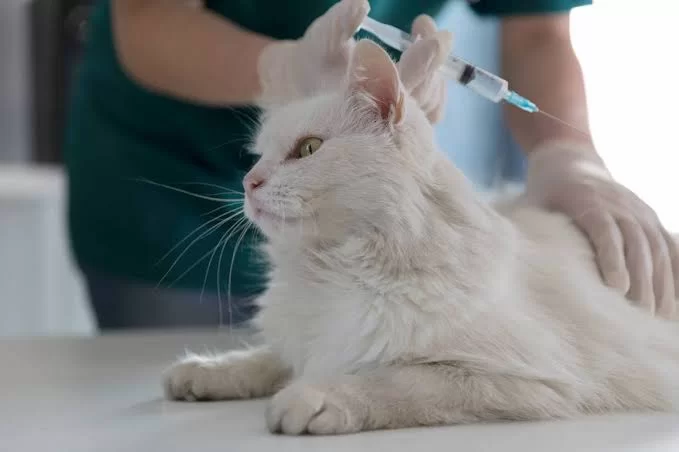 gatosdesparasitacion4.jpg